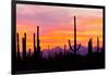 Sunset and Cactus Photograph-Lantern Press-Framed Art Print