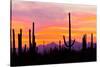 Sunset and Cactus Photograph-Lantern Press-Stretched Canvas