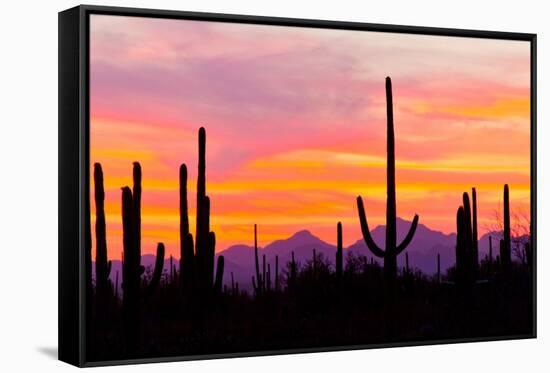 Sunset and Cactus Photograph-Lantern Press-Framed Stretched Canvas