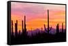 Sunset and Cactus Photograph-Lantern Press-Framed Stretched Canvas