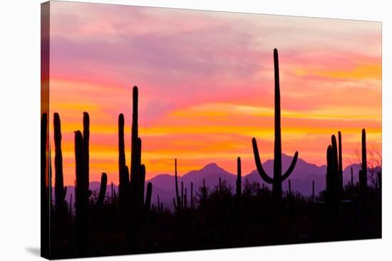 Sunset and Cactus Photograph-Lantern Press-Stretched Canvas