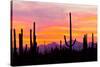 Sunset and Cactus Photograph-Lantern Press-Stretched Canvas