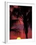 Sunset and Coconut Palms near Malpais, Nicoya Peninsula, Costa Rica-Stuart Westmoreland-Framed Photographic Print