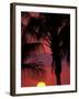 Sunset and Coconut Palms near Malpais, Nicoya Peninsula, Costa Rica-Stuart Westmoreland-Framed Photographic Print