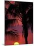 Sunset and Coconut Palms near Malpais, Nicoya Peninsula, Costa Rica-Stuart Westmoreland-Mounted Photographic Print