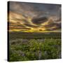 Sunset and Lupines, Myrdalssandur, South Coast, Iceland-Arctic-Images-Stretched Canvas