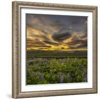 Sunset and Lupines, Myrdalssandur, South Coast, Iceland-Arctic-Images-Framed Photographic Print