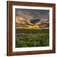 Sunset and Lupines, Myrdalssandur, South Coast, Iceland-Arctic-Images-Framed Photographic Print