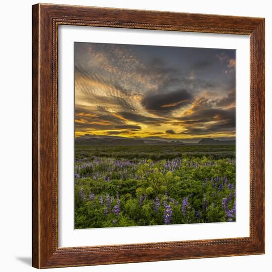 Sunset and Lupines, Myrdalssandur, South Coast, Iceland-Arctic-Images-Framed Photographic Print