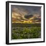 Sunset and Lupines, Myrdalssandur, South Coast, Iceland-Arctic-Images-Framed Photographic Print