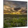 Sunset and Lupines, Myrdalssandur, South Coast, Iceland-Arctic-Images-Mounted Photographic Print