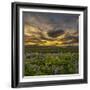 Sunset and Lupines, Myrdalssandur, South Coast, Iceland-Arctic-Images-Framed Photographic Print