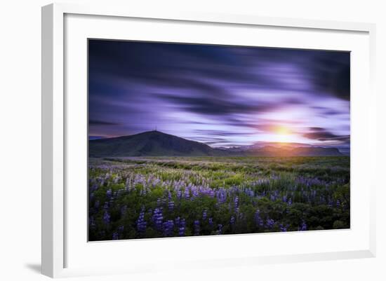 Sunset and Lupines, Myrdalssandur, South Coast, Iceland-Arctic-Images-Framed Photographic Print