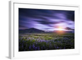 Sunset and Lupines, Myrdalssandur, South Coast, Iceland-Arctic-Images-Framed Photographic Print