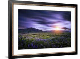 Sunset and Lupines, Myrdalssandur, South Coast, Iceland-Arctic-Images-Framed Photographic Print