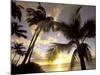 Sunset and Palm Tree, Kihei Beach, Maui, Hawaii, USA-Darrell Gulin-Mounted Photographic Print
