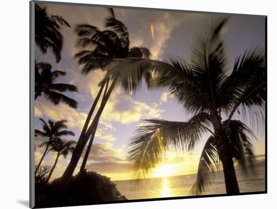 Sunset and Palm Tree, Kihei Beach, Maui, Hawaii, USA-Darrell Gulin-Mounted Photographic Print