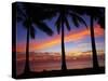 Sunset and Palm Trees, Coral Coast, Viti Levu, Fiji, South Pacific-David Wall-Stretched Canvas