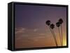 Sunset and Palm Trees, Laguna Beach, CA-Mitch Diamond-Framed Stretched Canvas