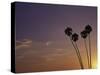 Sunset and Palm Trees, Laguna Beach, CA-Mitch Diamond-Stretched Canvas