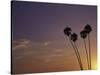 Sunset and Palm Trees, Laguna Beach, CA-Mitch Diamond-Stretched Canvas