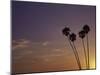 Sunset and Palm Trees, Laguna Beach, CA-Mitch Diamond-Mounted Premium Photographic Print