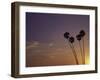 Sunset and Palm Trees, Laguna Beach, CA-Mitch Diamond-Framed Photographic Print