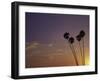 Sunset and Palm Trees, Laguna Beach, CA-Mitch Diamond-Framed Photographic Print