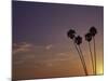 Sunset and Palm Trees, Laguna Beach, CA-Mitch Diamond-Mounted Photographic Print