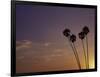 Sunset and Palm Trees, Laguna Beach, CA-Mitch Diamond-Framed Photographic Print