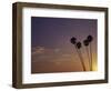 Sunset and Palm Trees, Laguna Beach, CA-Mitch Diamond-Framed Photographic Print