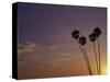 Sunset and Palm Trees, Laguna Beach, CA-Mitch Diamond-Stretched Canvas