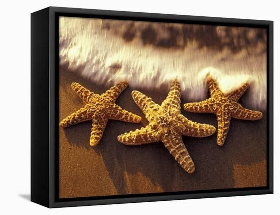 Sunset and Starfish on Surf Line, Maui, Hawaii, USA-Darrell Gulin-Framed Stretched Canvas