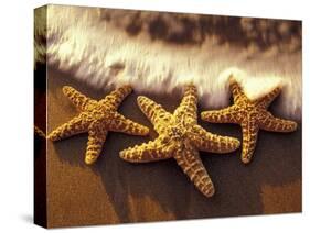 Sunset and Starfish on Surf Line, Maui, Hawaii, USA-Darrell Gulin-Stretched Canvas