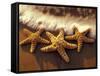 Sunset and Starfish on Surf Line, Maui, Hawaii, USA-Darrell Gulin-Framed Stretched Canvas