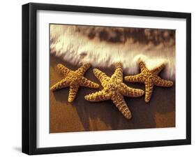 Sunset and Starfish on Surf Line, Maui, Hawaii, USA-Darrell Gulin-Framed Premium Photographic Print