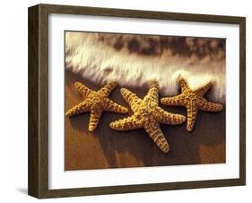 Sunset and Starfish on Surf Line, Maui, Hawaii, USA-Darrell Gulin-Framed Photographic Print