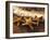 Sunset and Starfish on Surf Line, Maui, Hawaii, USA-Darrell Gulin-Framed Photographic Print