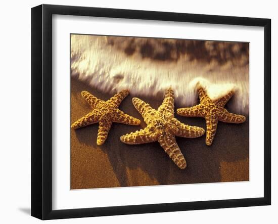 Sunset and Starfish on Surf Line, Maui, Hawaii, USA-Darrell Gulin-Framed Photographic Print