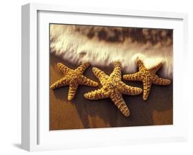 Sunset and Starfish on Surf Line, Maui, Hawaii, USA-Darrell Gulin-Framed Photographic Print
