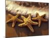 Sunset and Starfish on Surf Line, Maui, Hawaii, USA-Darrell Gulin-Mounted Photographic Print