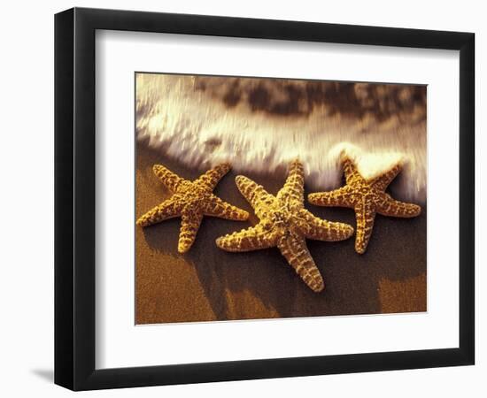 Sunset and Starfish on Surf Line, Maui, Hawaii, USA-Darrell Gulin-Framed Photographic Print