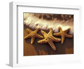 Sunset and Starfish on Surf Line, Maui, Hawaii, USA-Darrell Gulin-Framed Photographic Print