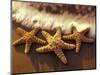 Sunset and Starfish on Surf Line, Maui, Hawaii, USA-Darrell Gulin-Mounted Photographic Print