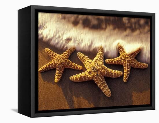Sunset and Starfish on Surf Line, Maui, Hawaii, USA-Darrell Gulin-Framed Stretched Canvas