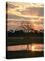 Sunset and Waterhole, Hwange National Park, Zimbabwe, Africa-Sergio Pitamitz-Stretched Canvas