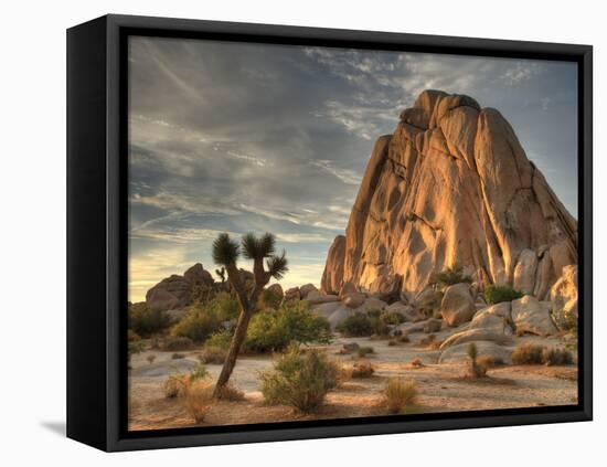 Sunset at Joshua Tree National Park in Southern California-Kyle Hammons-Framed Stretched Canvas