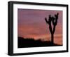 Sunset at Lee Flat with Joshua Tree, Death Valley National Park, California, USA-Jamie & Judy Wild-Framed Premium Photographic Print