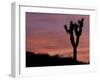 Sunset at Lee Flat with Joshua Tree, Death Valley National Park, California, USA-Jamie & Judy Wild-Framed Premium Photographic Print