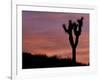 Sunset at Lee Flat with Joshua Tree, Death Valley National Park, California, USA-Jamie & Judy Wild-Framed Photographic Print